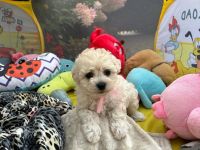 Łeska Vel Tasha - 6 tygodni